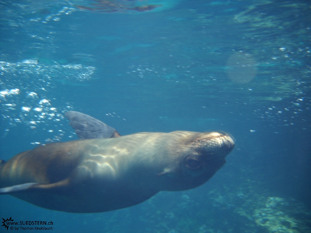 Sea Lion - Underwater Galapagos 2010 -DSCN5437